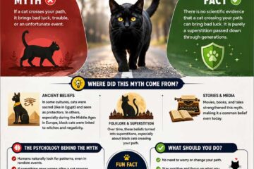 Cat crossing road brings bad luck