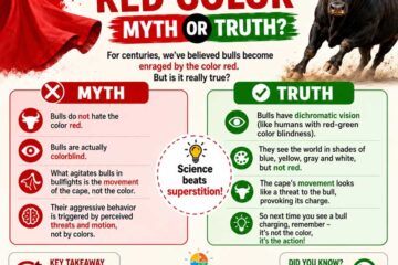 Why Do Bulls Hate REd Color